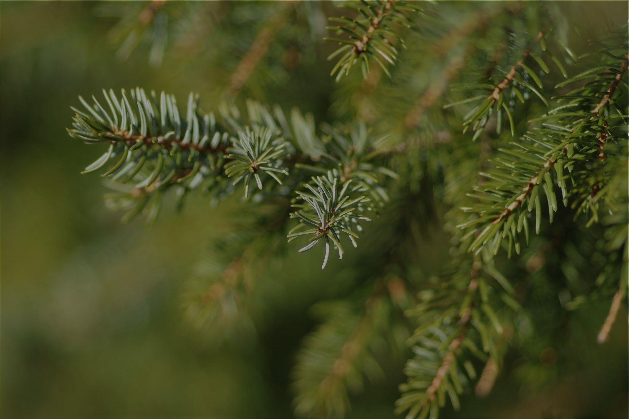 scots-pine-importance-use-ecotree