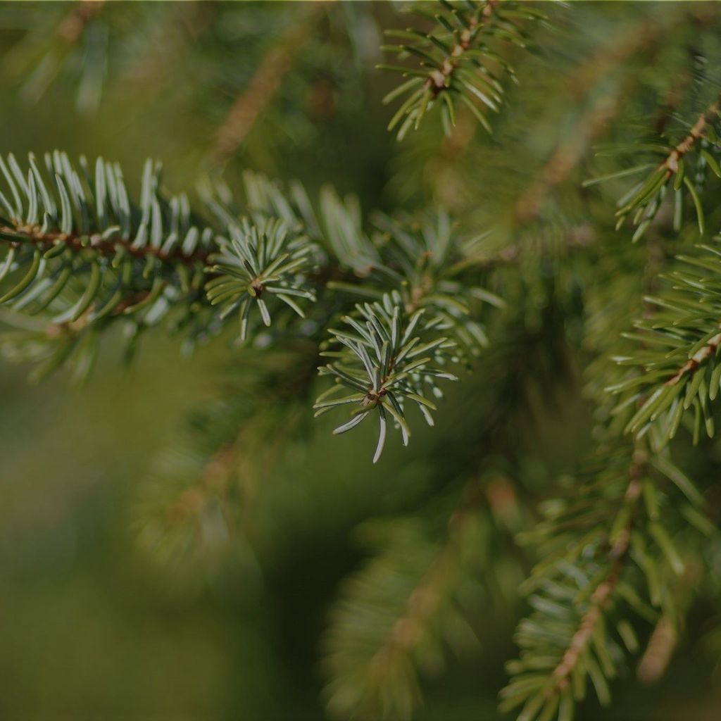 Scots Pine: Meaning & Use | EcoTree