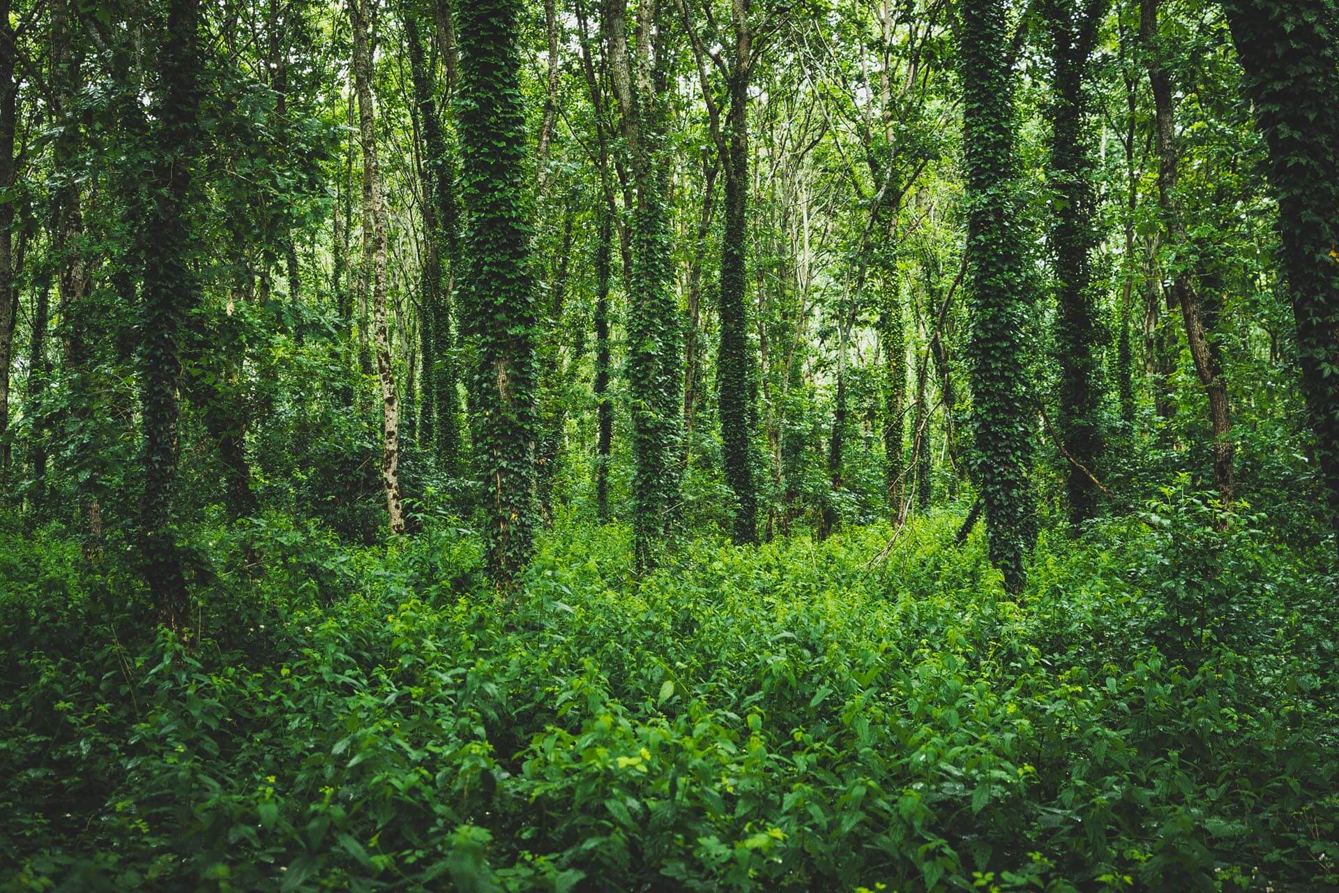 Chatelain skoven