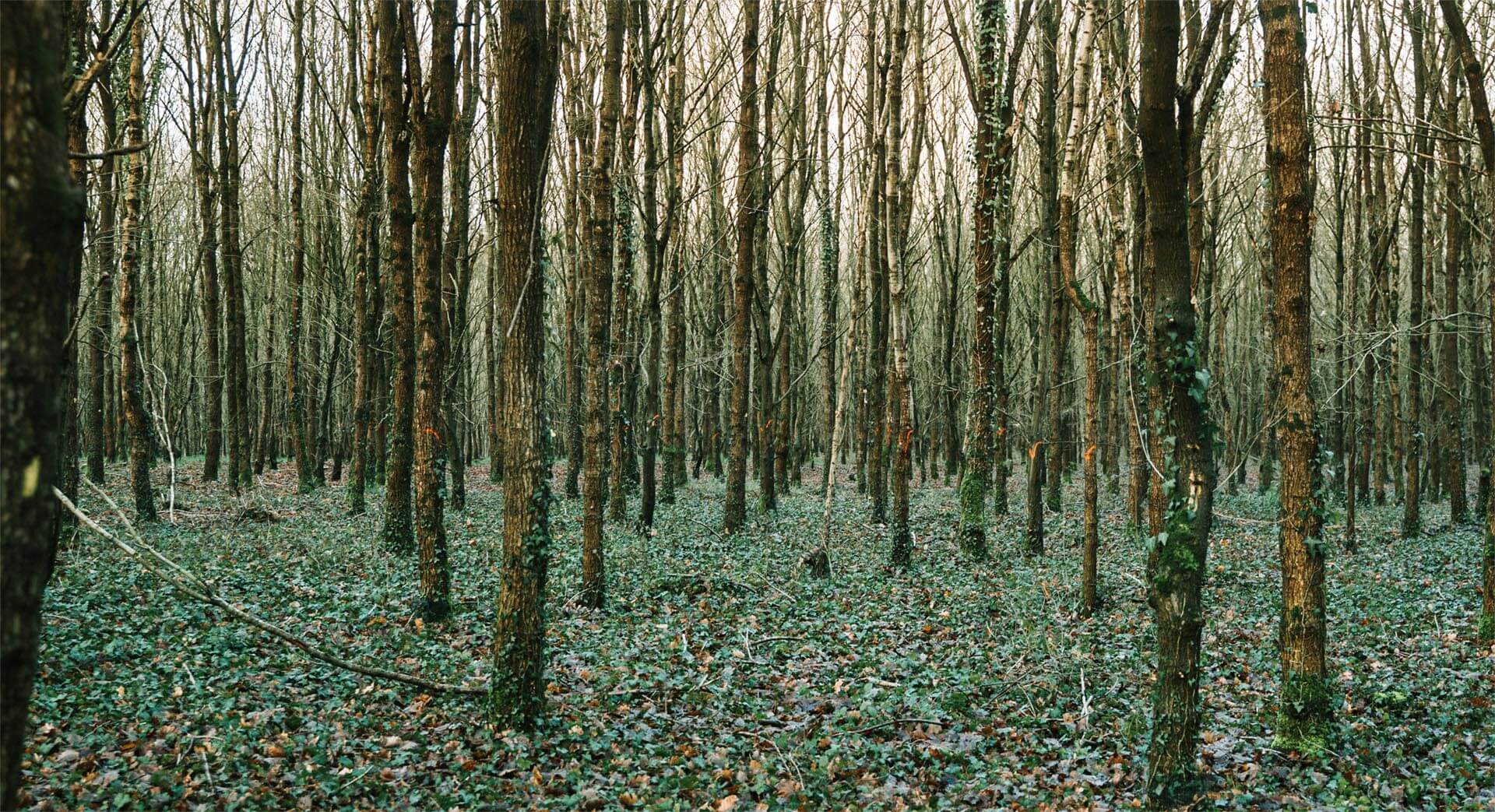 Preaux forest
