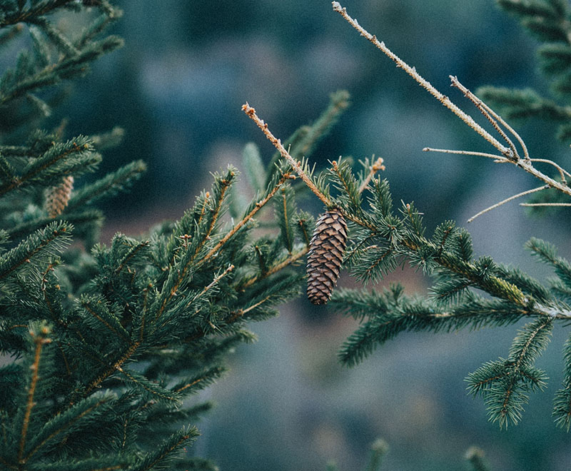 Gedenkbomen-pakket