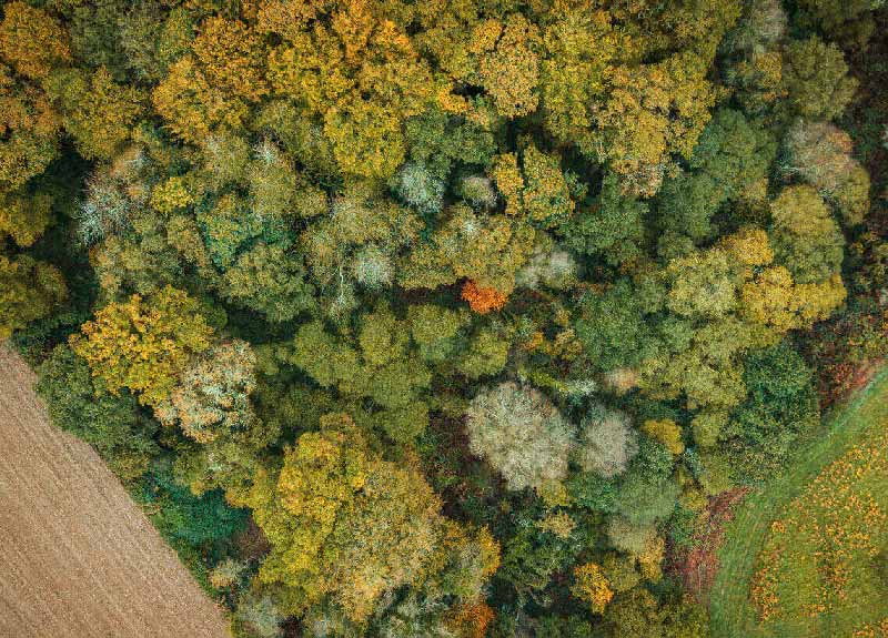 flygbild av en skog