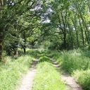Bos van Luthenay