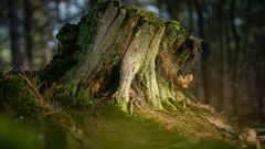 ecotree