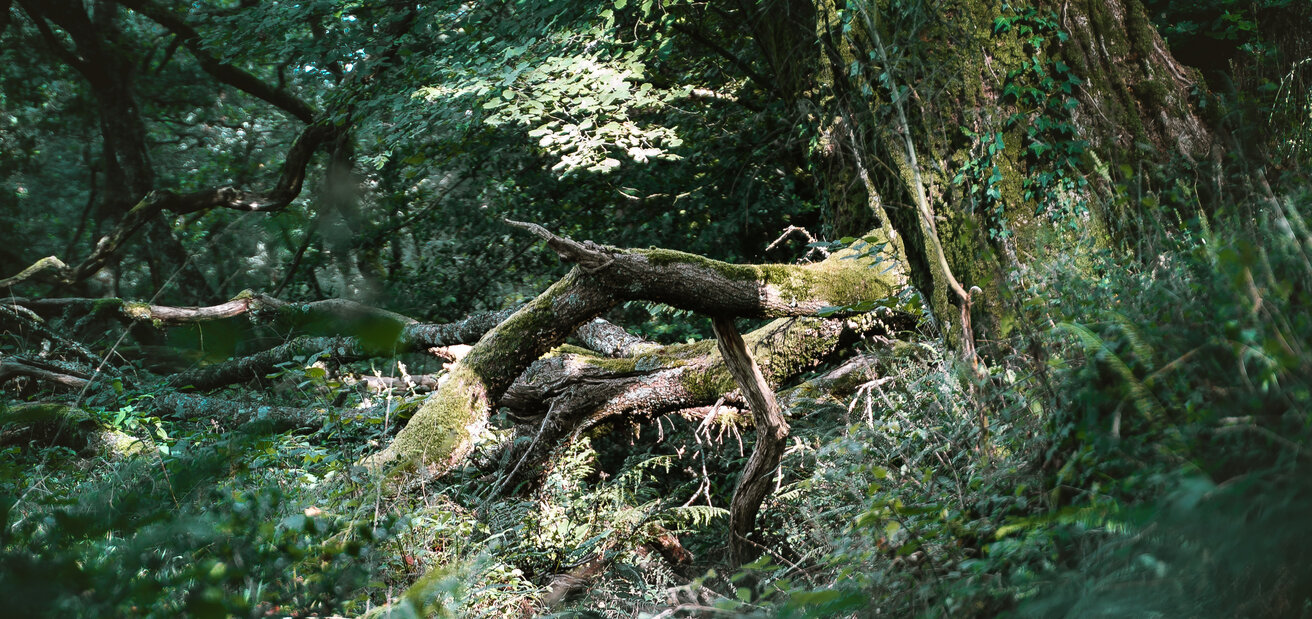 Forêt de trinite Langonnet
