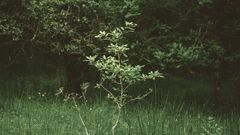 ecotree