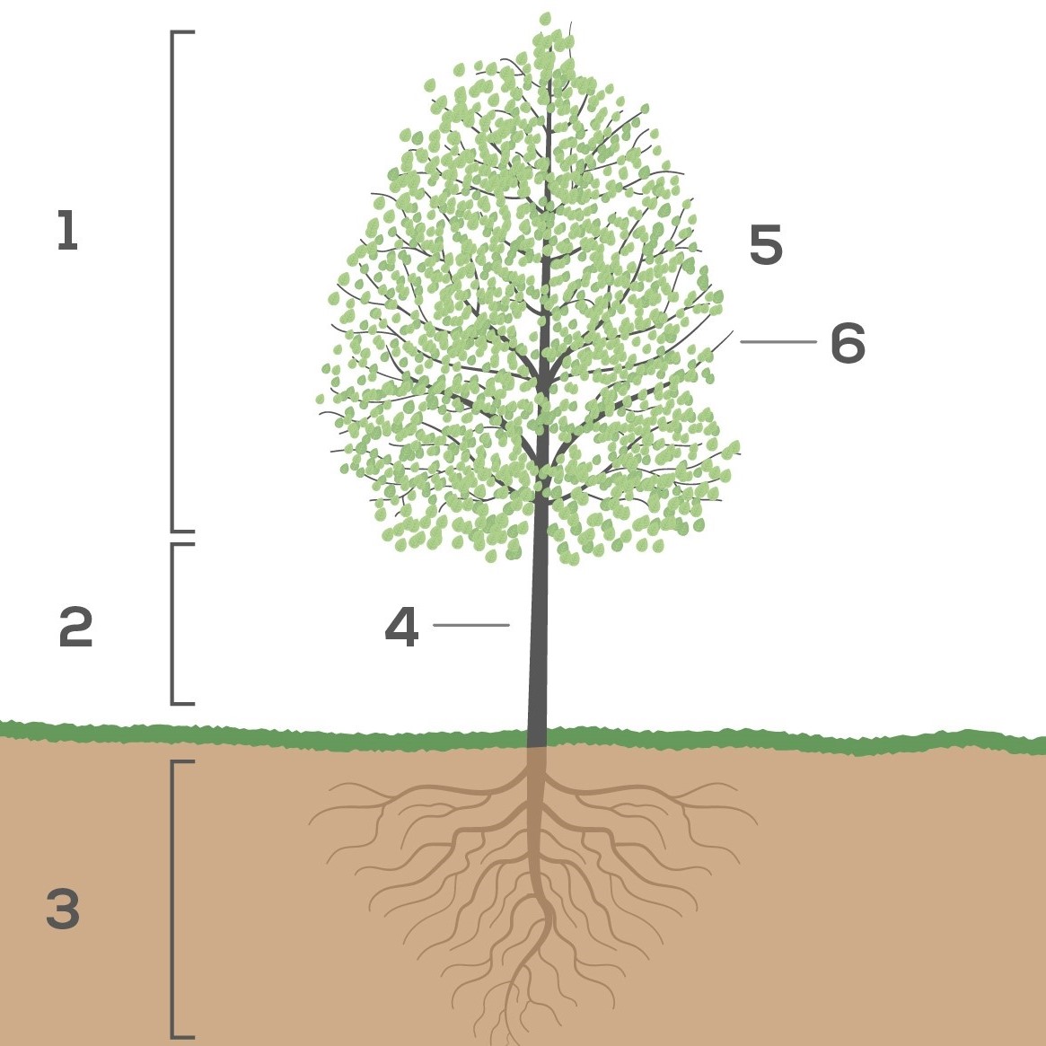 Arbre : définition et explications